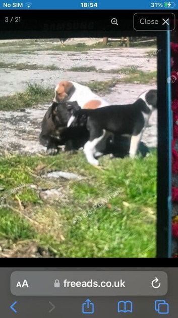 Jack russel cross beagle