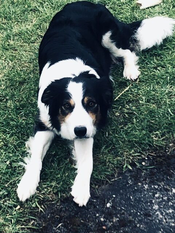 Puppies for sale