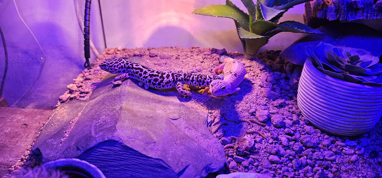 leopard gecko and full set up