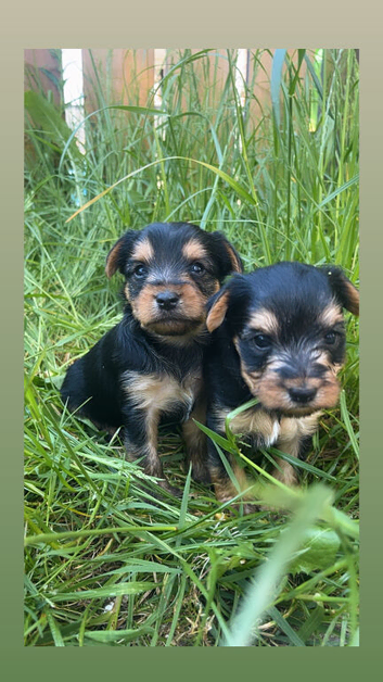 2 little boys