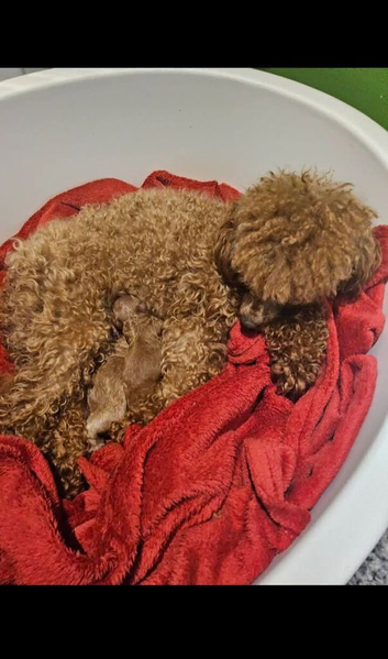 Cockapoo puppies