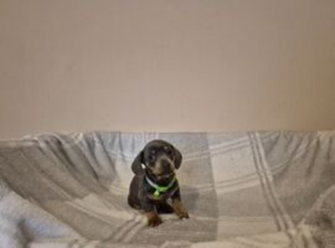 Miniature dachshund 1 blue and tan male left