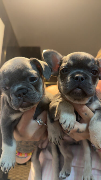 Frenchies pups for sale