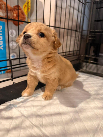 Chihuahua with a drop of Yorkshire terrier