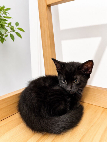 Kitten for sale