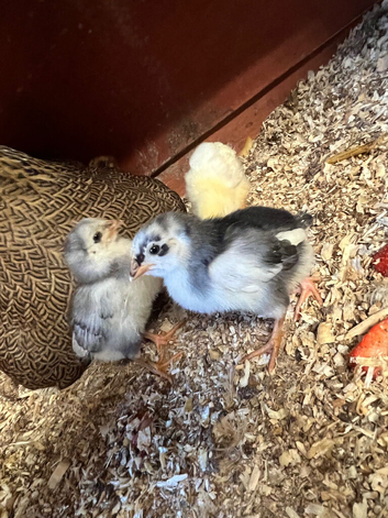 Partridge wyandotte hen with 6 unsexed chicks