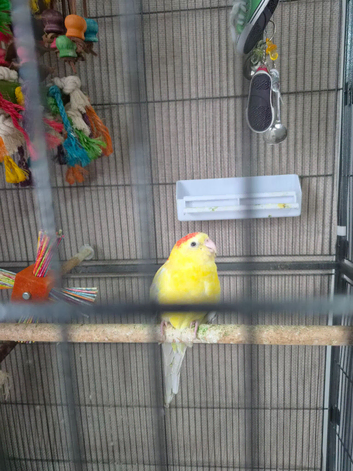 She's yellow 11 months old