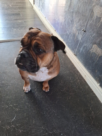 Female old tyme bulldog