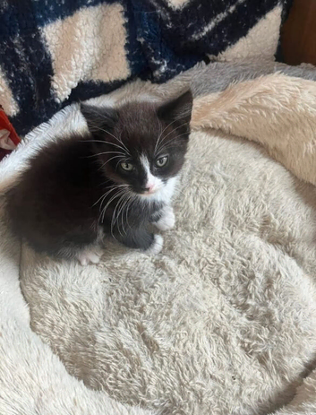 Kitten