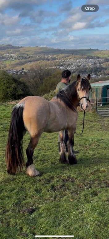 Dun filly