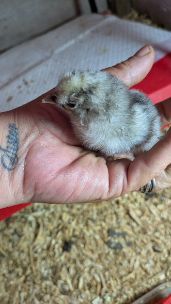 Day old Silkie mix chicks
