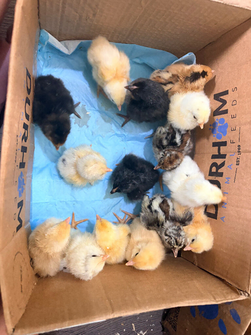 Large breed chicks