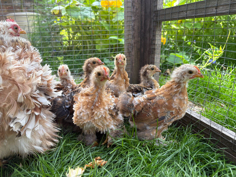 Pekin Roos