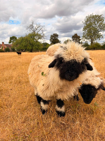 Valais blacknose  castrated ram lamb