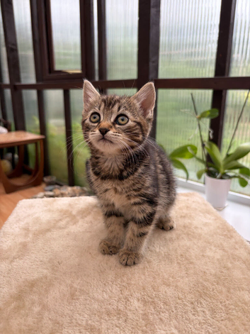 Beautiful female tabby kitten