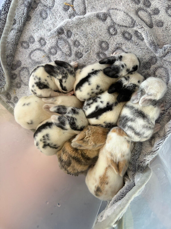 8 Baby bunnies