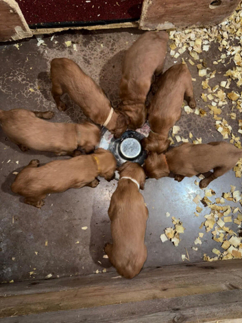 Working Bred Irish Red Setter Pups