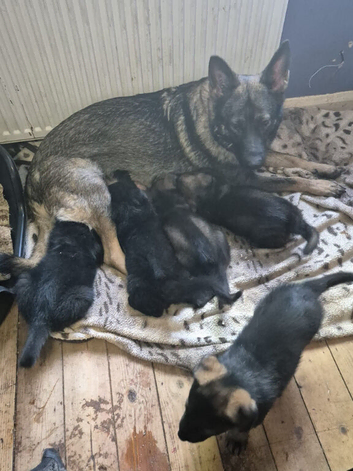 KC registered German shepherd pups