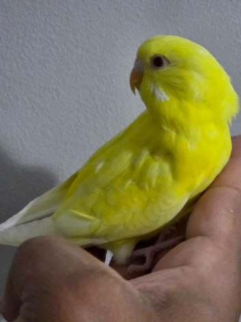 Silly hand tamed baby budgies for sale