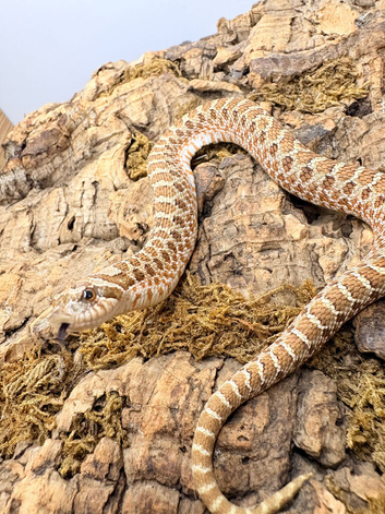 Western Hognose 66 het sable caramel lavender