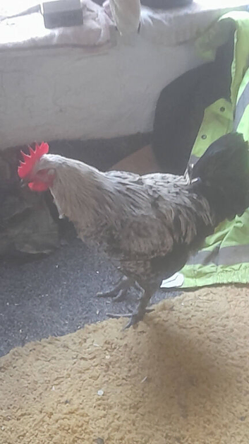Brahama cockerill hatched by ourselves