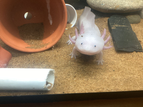 Axolotls