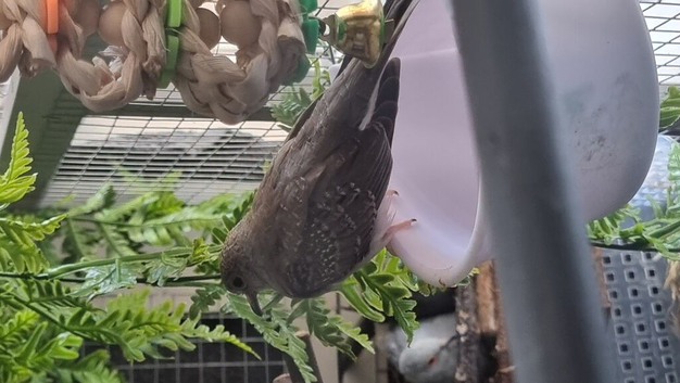 Diamond doves