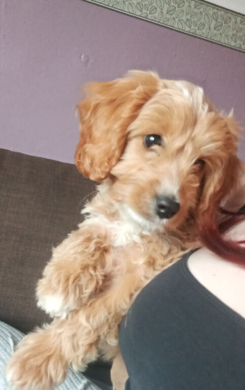 female cockapoo puppy