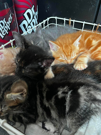 Kitten