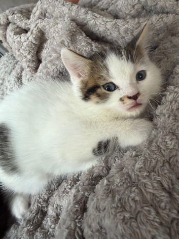 Beautiful Long-Haired Crossbreed Kittens &ndash; Ready 31st August
