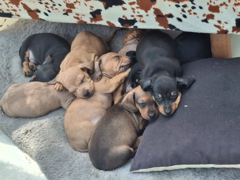 Dachshund pups