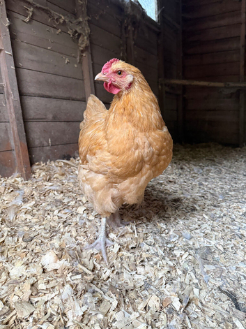 Buff Orpington Cockerels