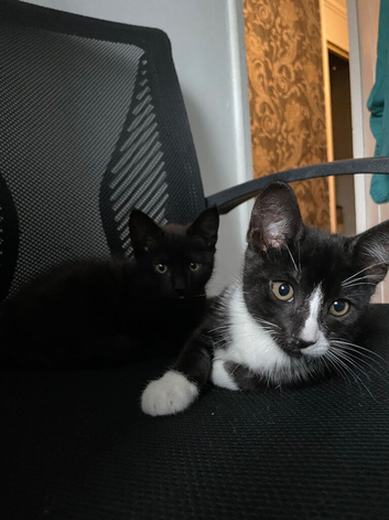 2 boy kittens