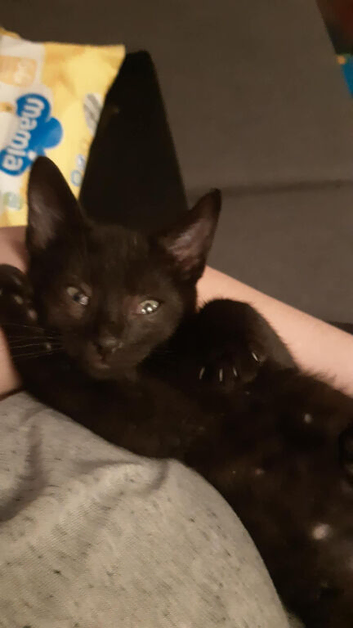 F4 savannah kitten