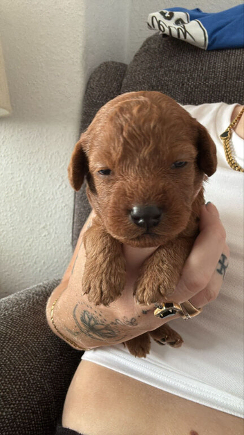 Toy poodle puppys