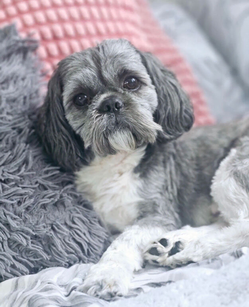Stunning Shih Tzu male for stud