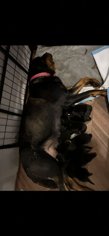 Rottweiler puppies