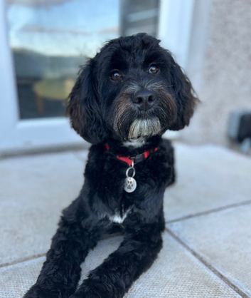 F1 cockapoo available for stud