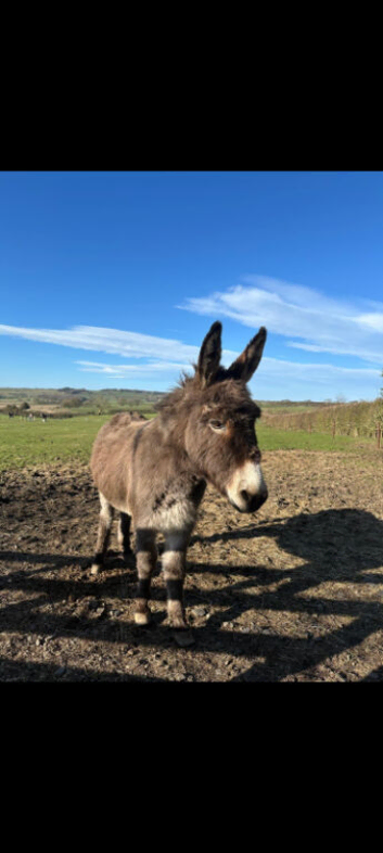 Donkey Jenny