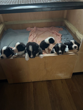 Beautiful Border collie puppies for sale to their forever home