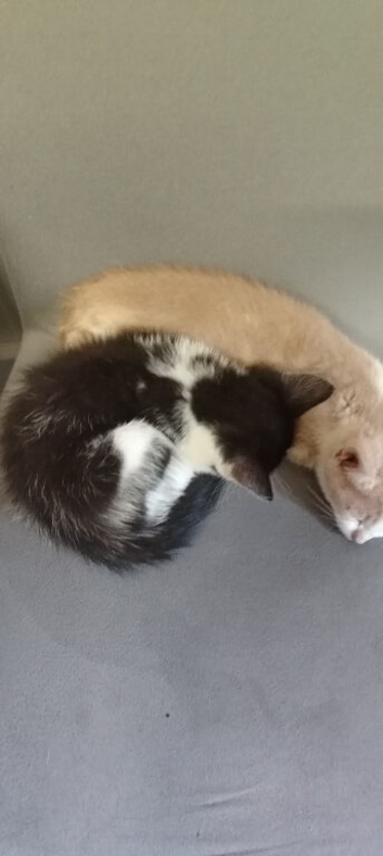 Kittens