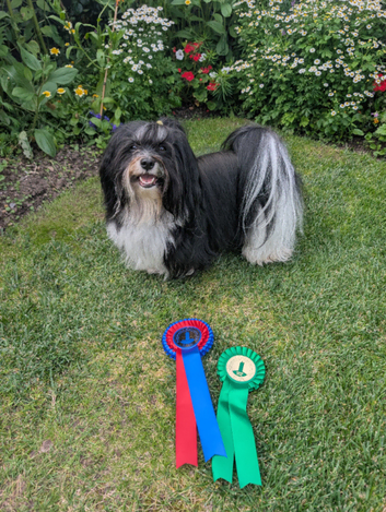 Havanese for stud