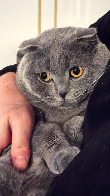 5 Beautiful Kittens Available &ndash; British Shorthair x Scottish Fold