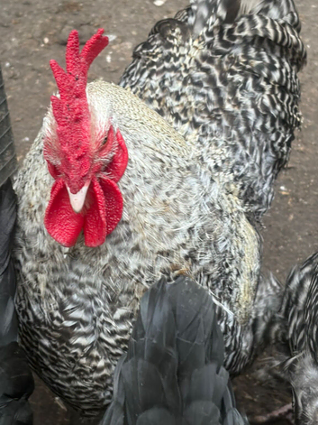 8 Months Old Cuckoo Marans Cockerell