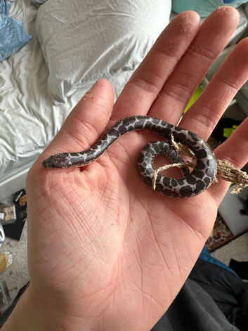 Anery Kenyan sand boa