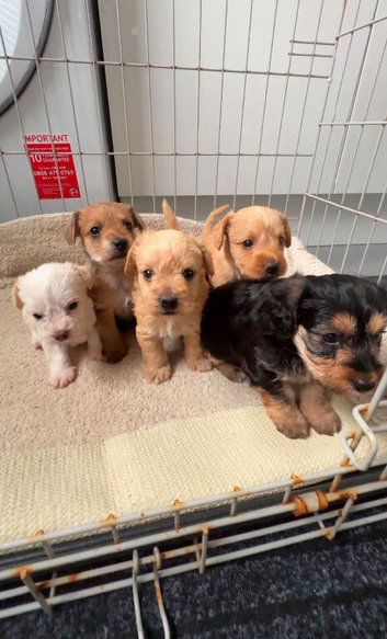 Terrier cross cockatoo puppies