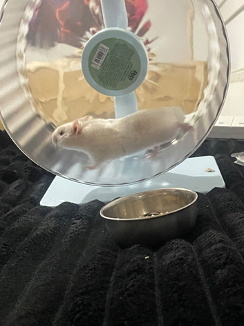 Male hamster