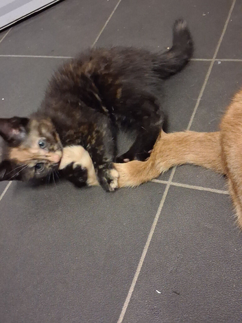 Cute Kitten
