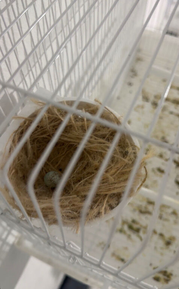 Canaries and zebra finches