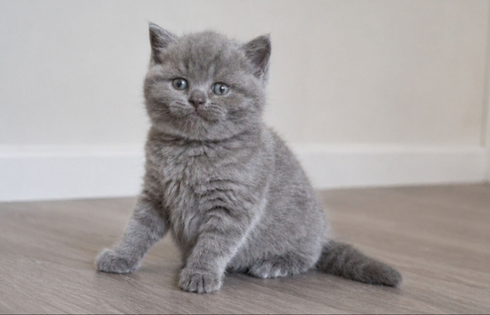 Top quality Blue British shorthairs for Sale